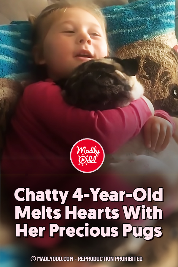 Chatty 4-Year-Old Melts Hearts With Her Precious Pugs