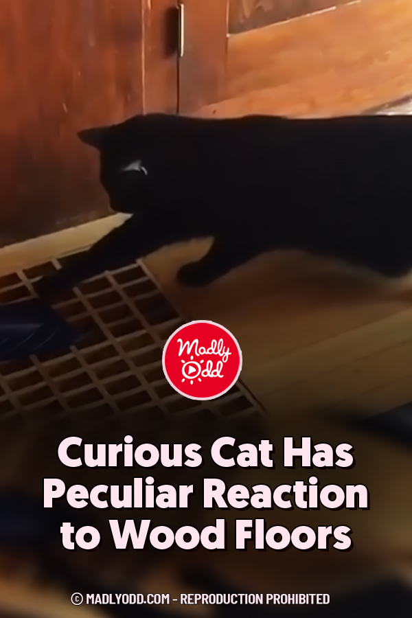 Curious Cat Has Peculiar Reaction to Wood Floors