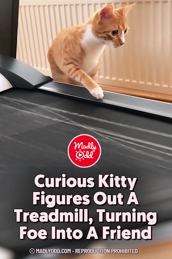 Curious Kitty Figures Out A Treadmill, Turning Foe Into A Friend