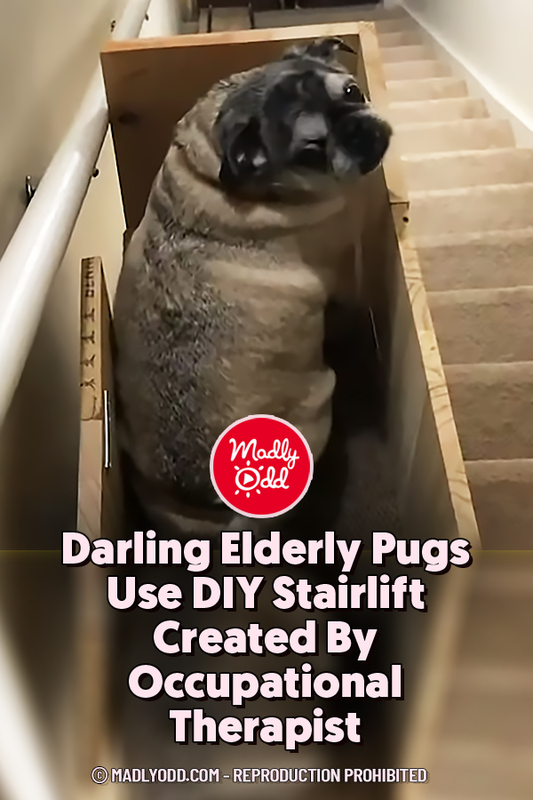 Darling Elderly Pugs Use DIY Stairlift Created By Occupational Therapist