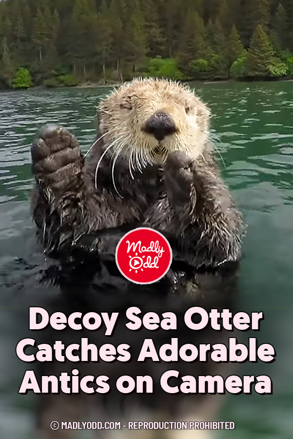 Decoy Sea Otter Catches Adorable Antics on Camera