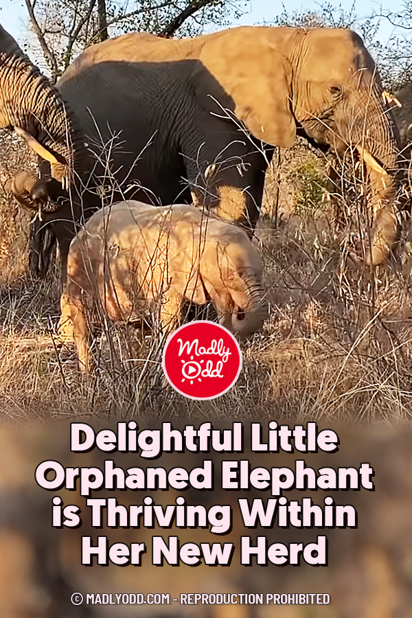 Delightful Little Orphaned Elephant is Thriving Within Her New Herd