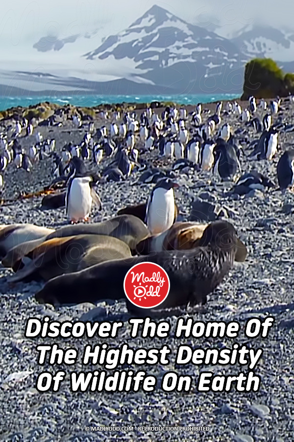 Discover The Home Of The Highest Density Of Wildlife On Earth