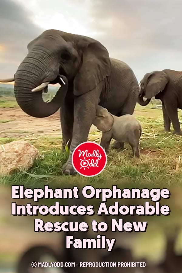 Elephant Orphanage Introduces Adorable Rescue to New Family