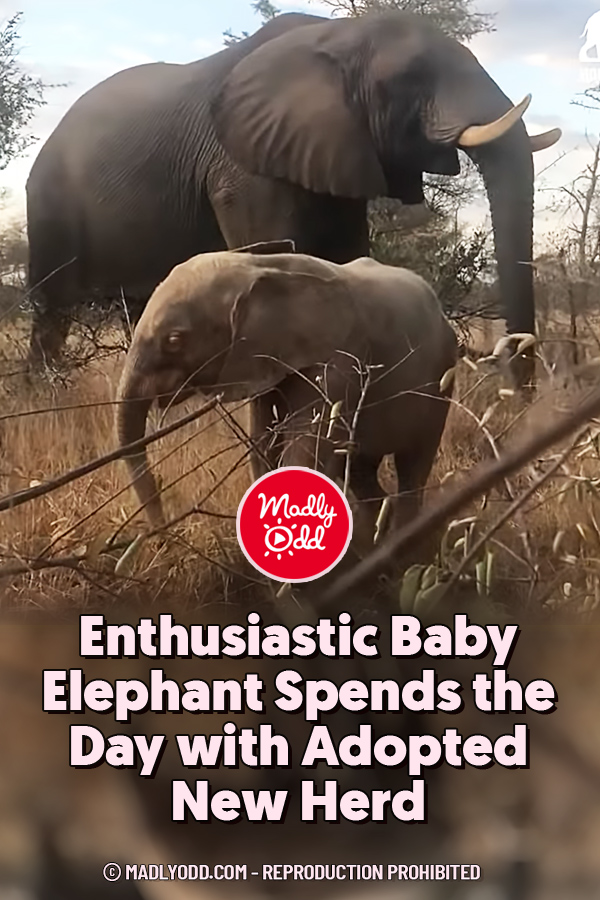 Enthusiastic Baby Elephant Spends the Day with Adopted New Herd