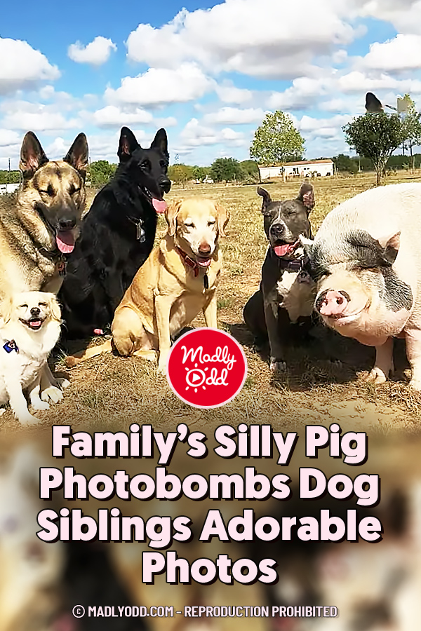 Family’s Silly Pig Photobombs Dog Siblings Adorable Photos