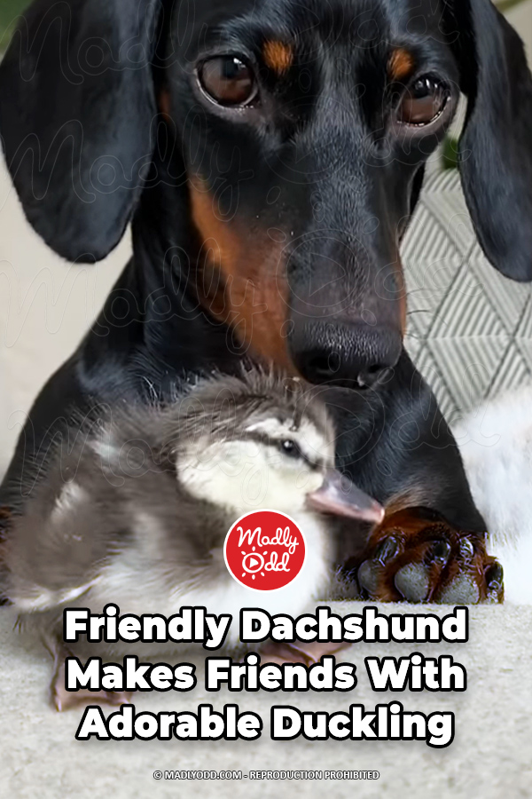 Friendly Dachshund Makes Friends With Adorable Duckling