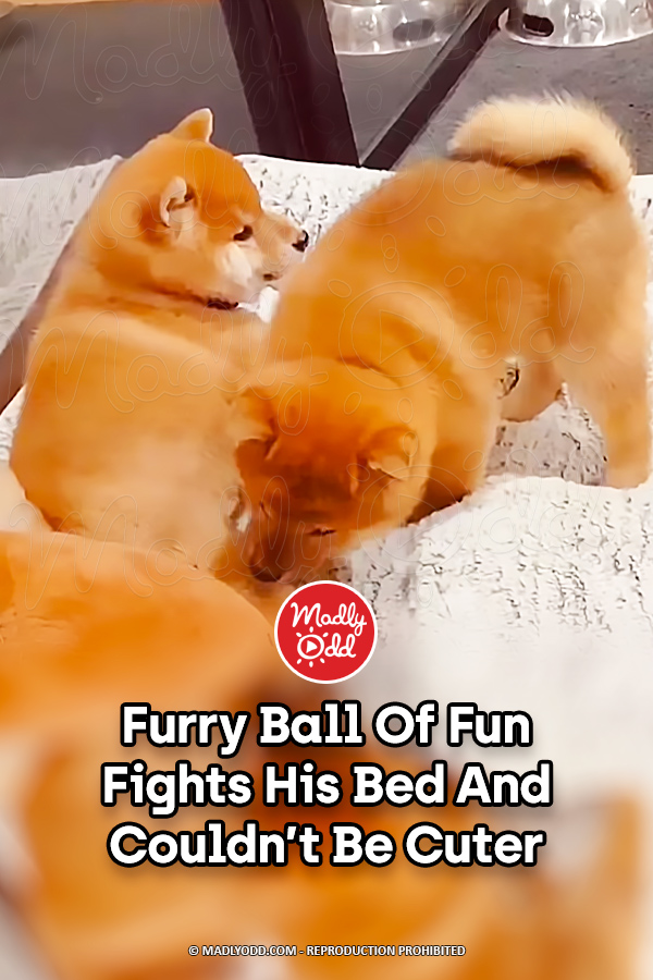 Furry Ball Of Fun Fights His Bed And Couldn\'t Be Cuter