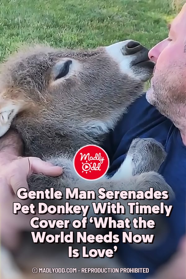 Gentle Man Serenades Pet Donkey With Timely Cover of ‘What the World Needs Now Is Love’