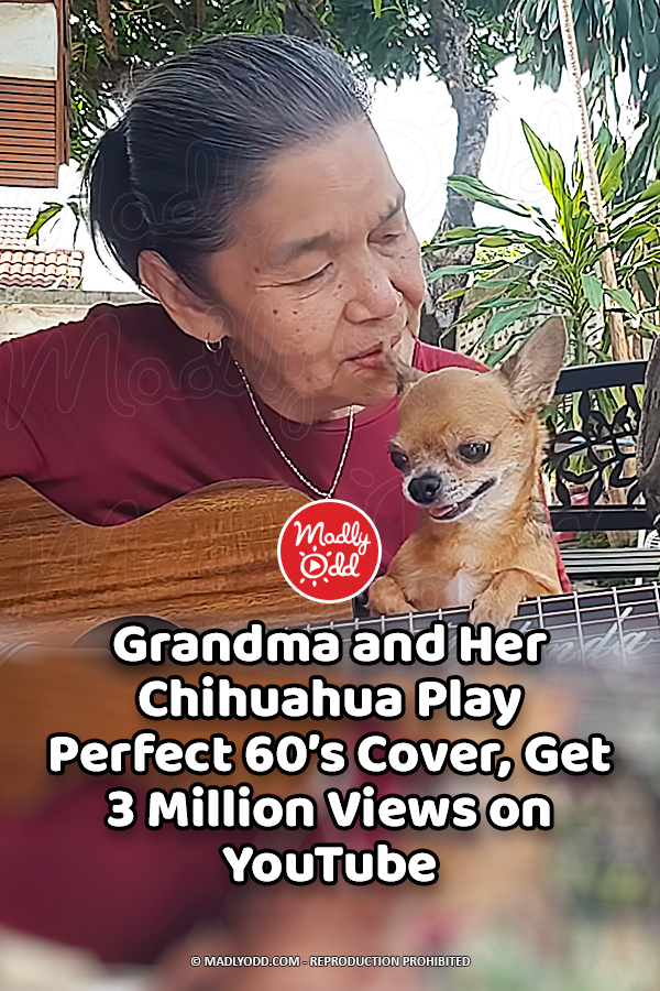 Grandma and Her Chihuahua Play Perfect 60’s Cover, Get 3 Million Views on YouTube