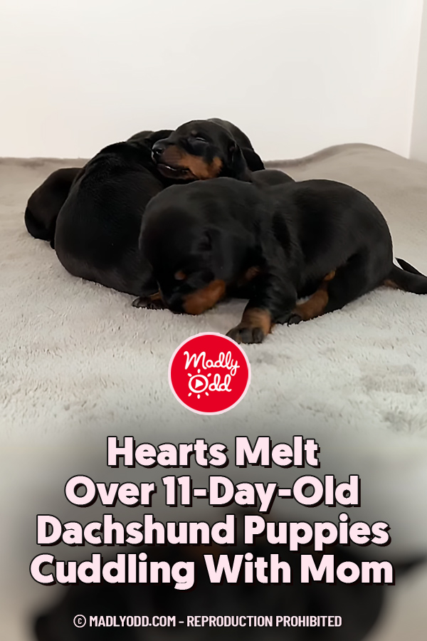 Hearts Melt Over 11-Day-Old Dachshund Puppies Cuddling With Mom