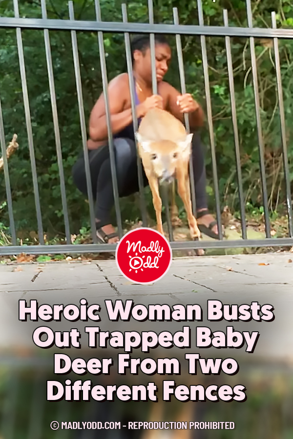 Heroic Woman Busts Out Trapped Baby Deer From Two Different Fences