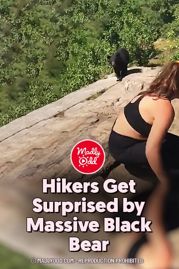 Hikers Get Surprised by Massive Black Bear