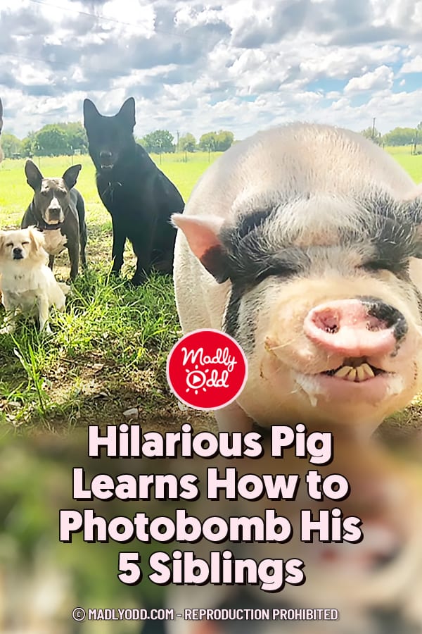 Hilarious Pig Learns How to Photobomb His 5 Siblings