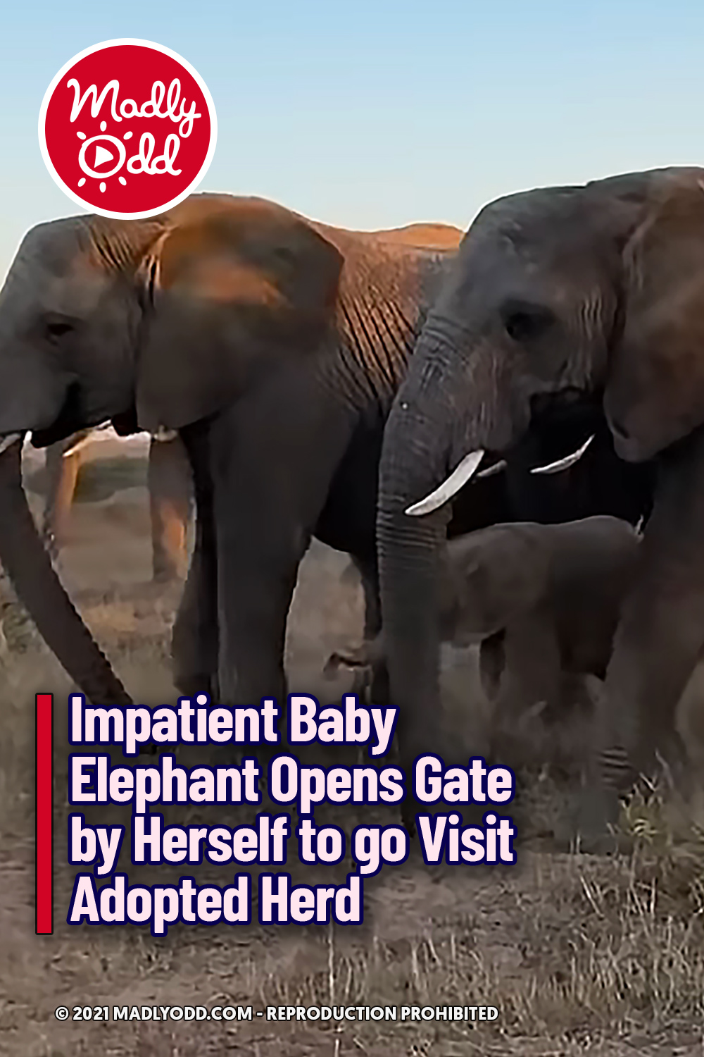 Impatient Baby Elephant Opens Gate by Herself to go Visit Adopted Herd