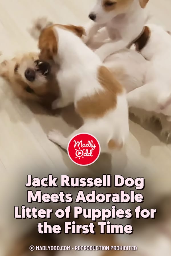 Jack Russell Dog Meets Adorable Litter of Puppies for the First Time