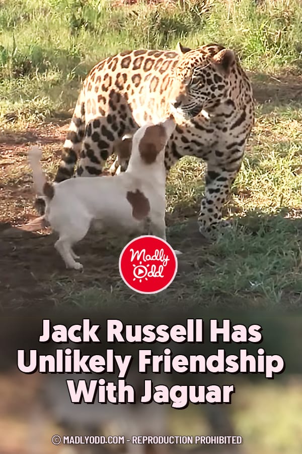 Jack Russell Has Unlikely Friendship With Jaguar