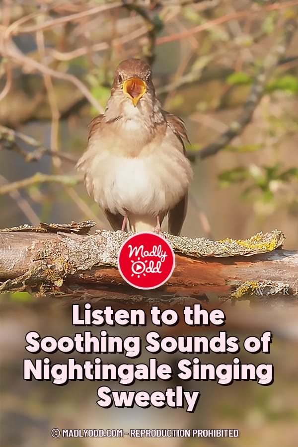 Listen to the Soothing Sounds of Nightingale Singing Sweetly