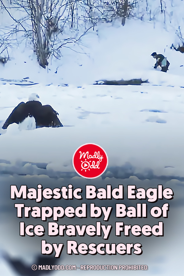 Majestic Bald Eagle Trapped by Ball of Ice Bravely Freed by Rescuers