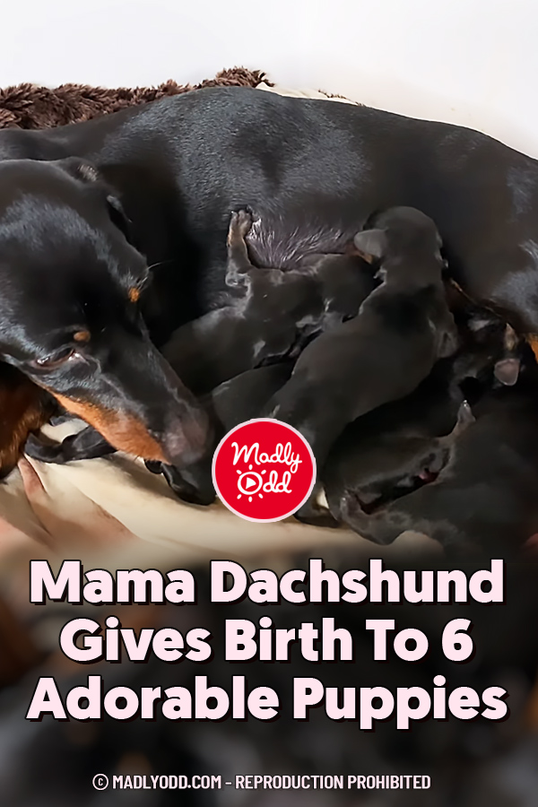 Mama Dachshund Gives Birth To 6 Adorable Puppies