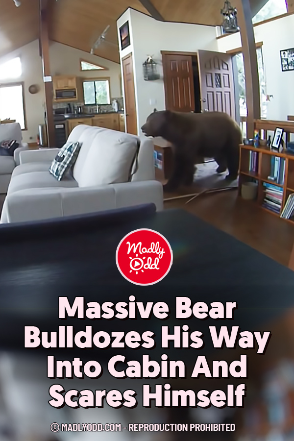 Massive Bear Bulldozes His Way Into Cabin And Scares Himself