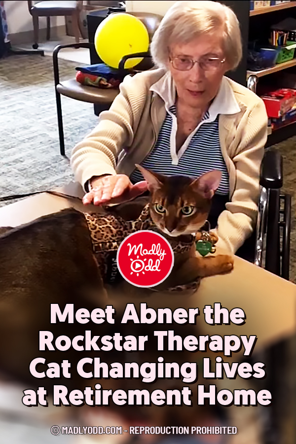 Meet Abner the Rockstar Therapy Cat Changing Lives at Retirement Home