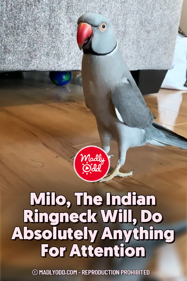 Milo, The Indian Ringneck Will, Do Absolutely Anything For Attention