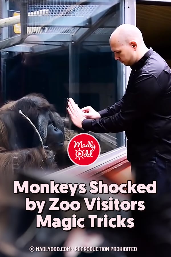 Monkeys Shocked by Zoo Visitors Magic Tricks
