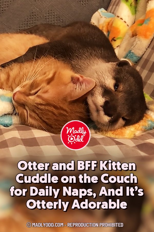 Otter and BFF Kitten Cuddle on the Couch for Daily Naps, And It’s Otterly Adorable