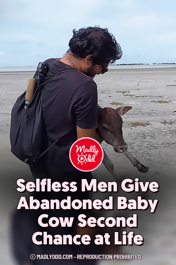 Selfless Men Give Abandoned Baby Cow Second Chance at Life