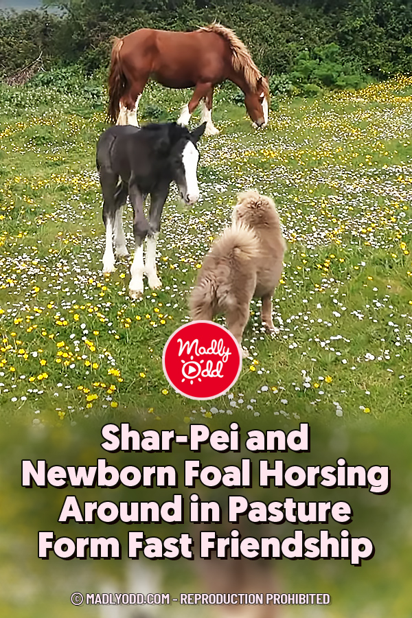 Shar-Pei and Newborn Foal Horsing Around in Pasture Form Fast Friendship