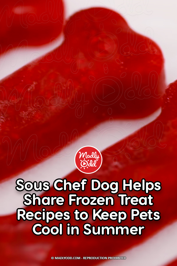 Sous Chef Dog Helps Share Frozen Treat Recipes to Keep Pets Cool in Summer