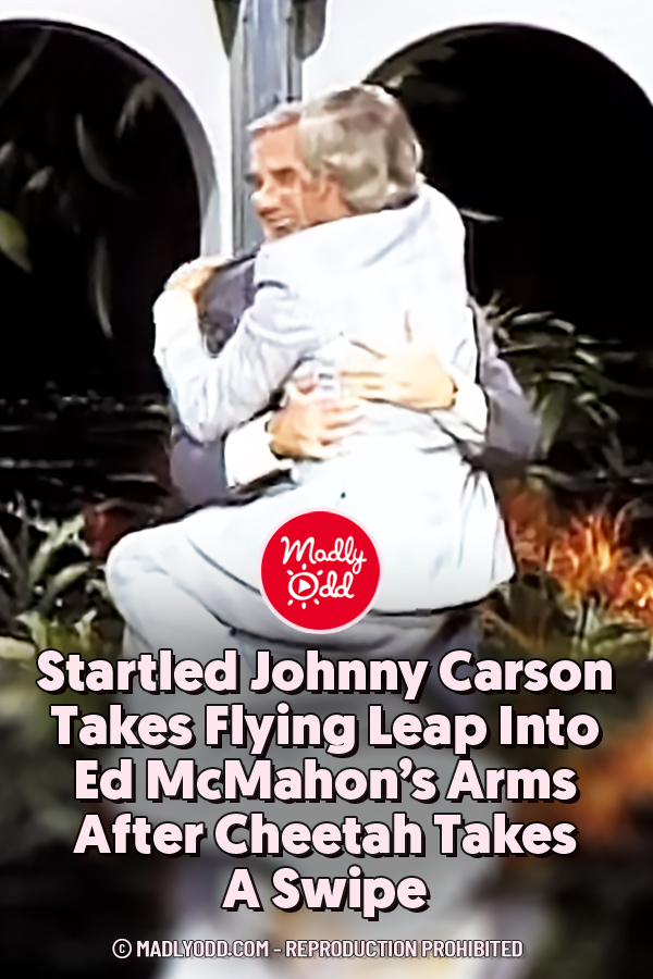 Startled Johnny Carson Takes Flying Leap Into Ed McMahon’s Arms After Cheetah Takes A Swipe