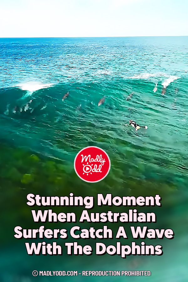 Stunning Moment When Australian Surfers Catch A Wave With The Dolphins