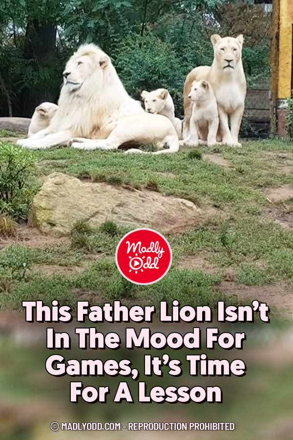 This Father Lion Isn’t In The Mood For Games, It’s Time For A Lesson