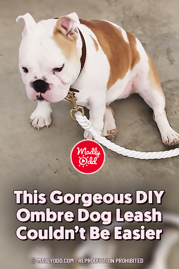This Gorgeous DIY Ombre Dog Leash Couldn’t Be Easier