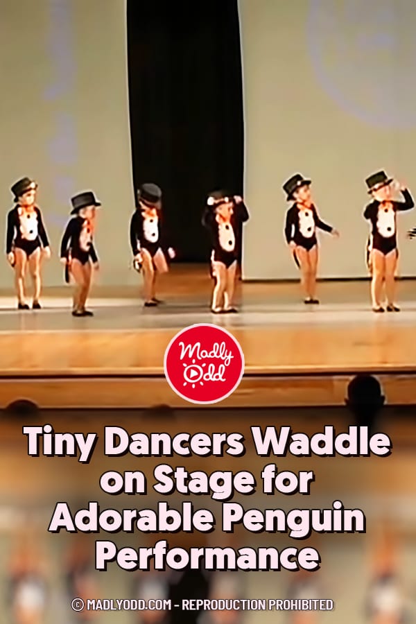 Tiny Dancers Waddle on Stage for Adorable Penguin Performance
