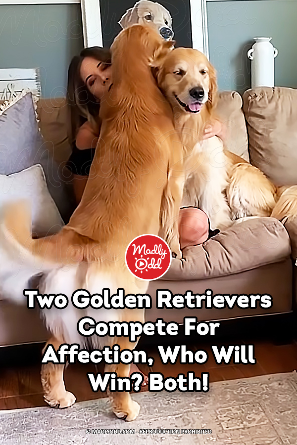 Two Golden Retrievers Compete For Affection, Who Will Win? Both!
