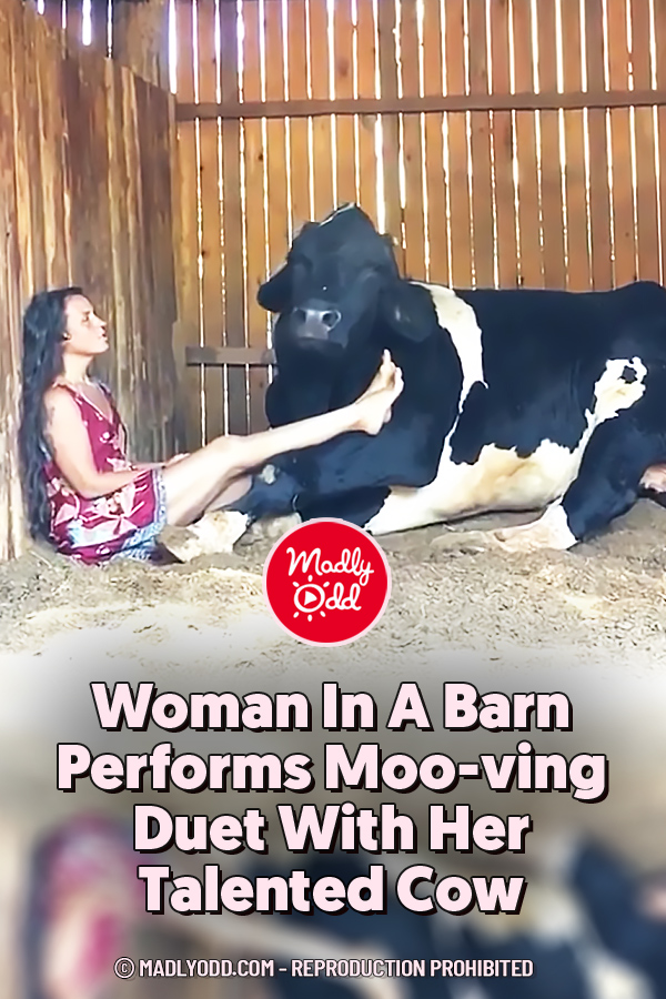 Woman In A Barn Performs Moo-ving Duet With Her Talented Cow