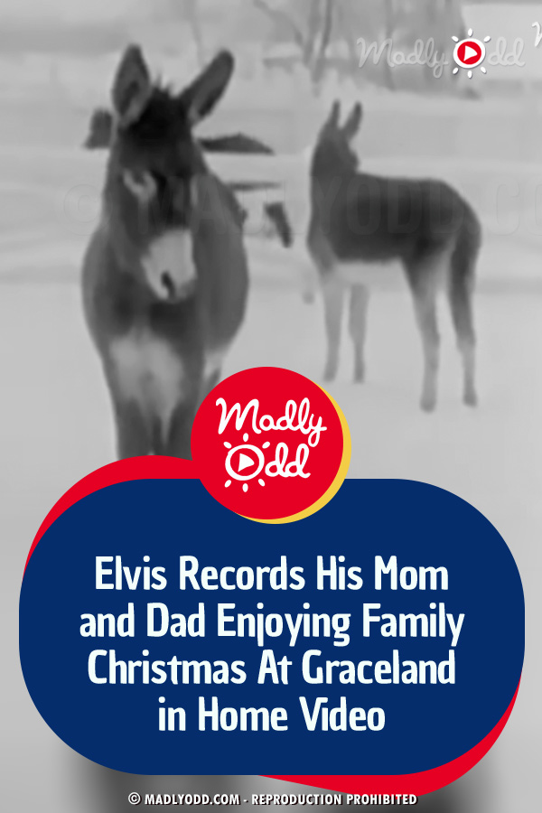 Elvis Records His Mom and Dad Enjoying Family Christmas At Graceland in Home Video