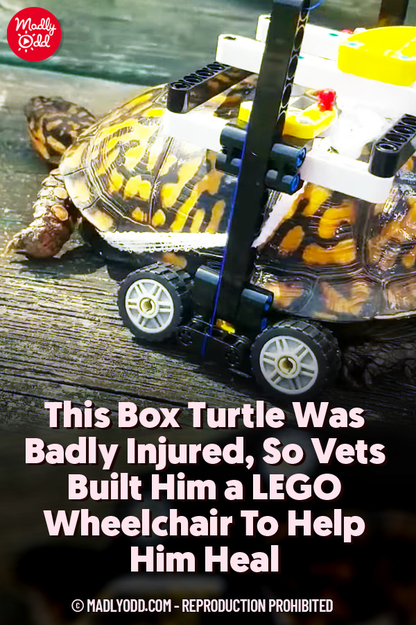This Box Turtle Was Badly Injured, So Vets Built Him a LEGO Wheelchair To Help Him Heal