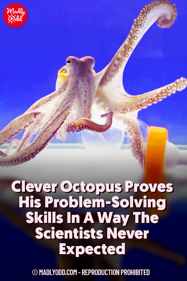 Clever Octopus Proves His Problem-Solving Skills In A Way The Scientists Never Expected