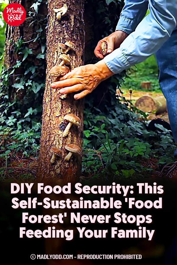 DIY Food Security – This Self-Sustainable \'Food Forest\' Never Stops Feeding Your Family