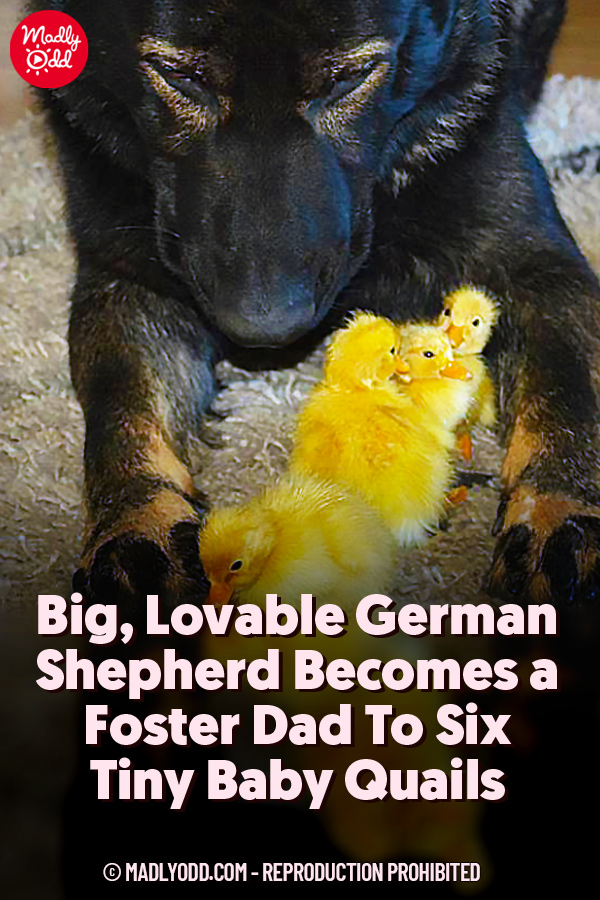 Big, Lovable German Shepherd Becomes a Foster Dad To Six Tiny Baby Quails