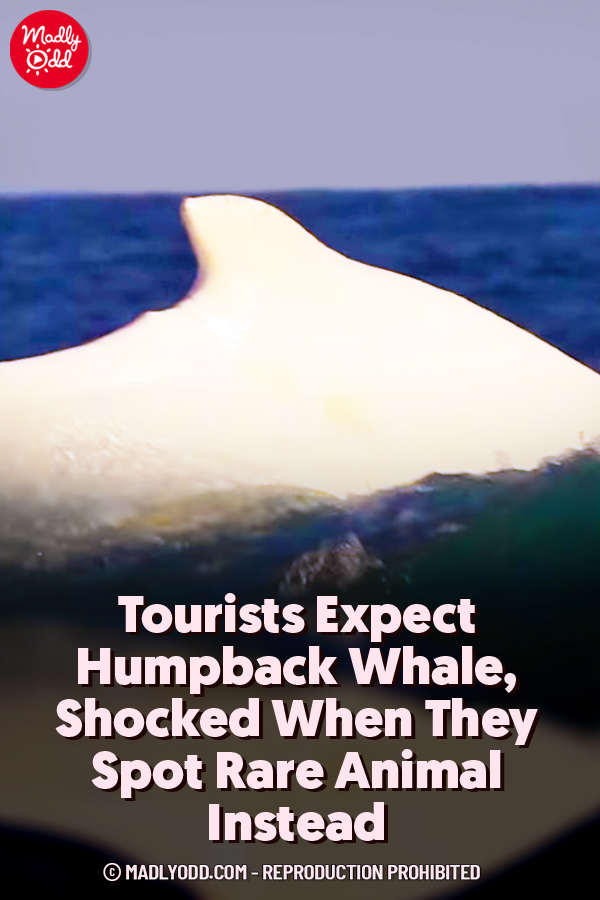 Tourists Expect Humpback Whale, Shocked When They Spot Rare Animal Instead