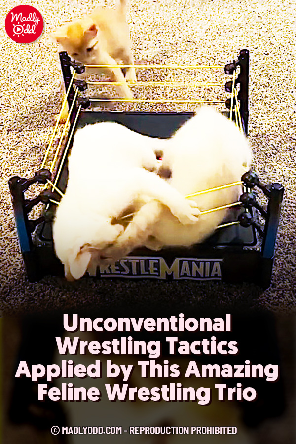 Unconventional Wrestling Tactics Applied by This Amazing Feline Wrestling Trio