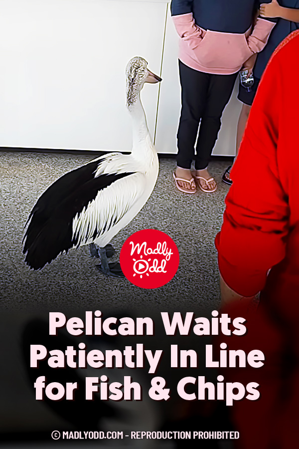 Pelican Waits Patiently In Line for Fish & Chips