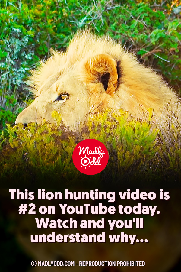 This Lion Hunting Video is #2 On Youtube Today. Watch and You\'ll Understand Why...
