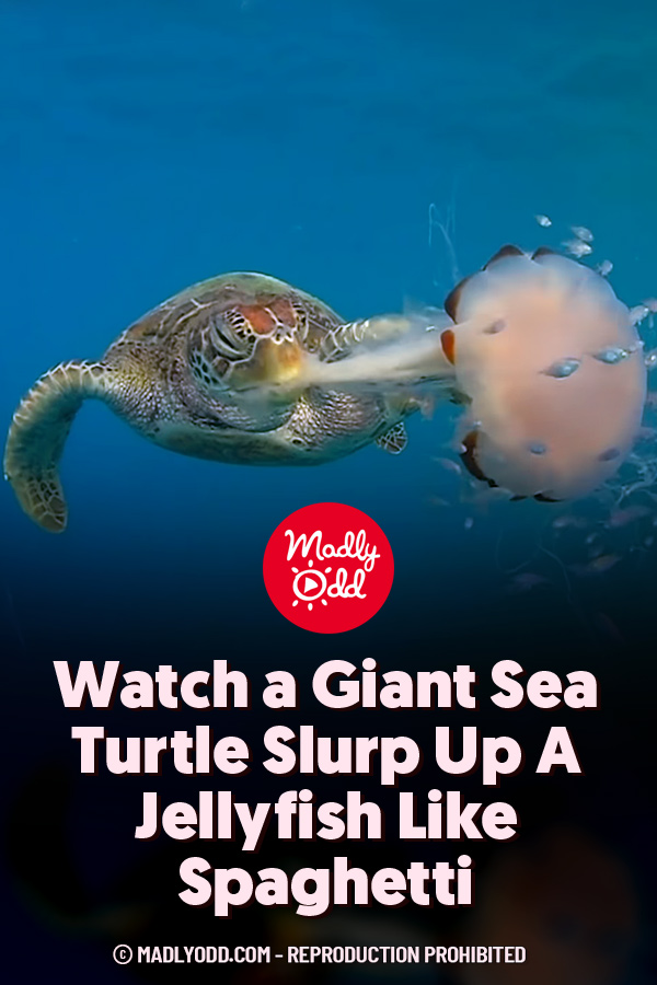 Watch a Giant Sea Turtle Slurp Up A Jellyfish Like Spaghetti