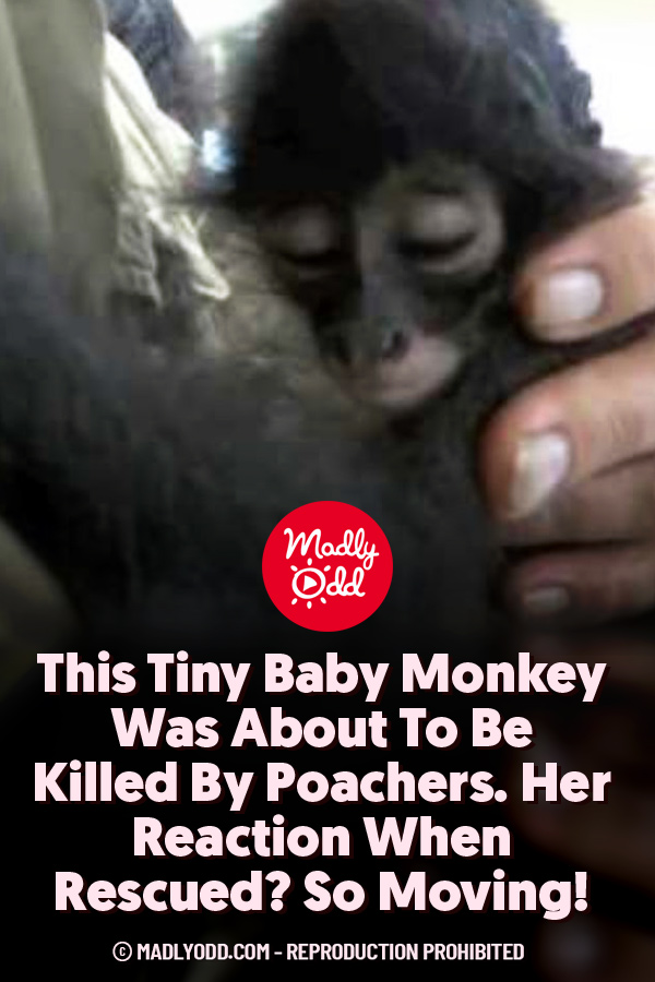 This Tiny Baby Monkey Was About To Be Killed By Poachers. Her Reaction When Rescued? So Moving!